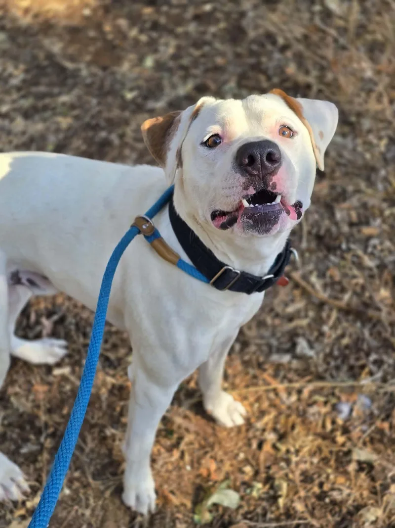 A young large-sized male White / Cream Pit Bull Terrier dog named Chomper for adoption in Grants Pass, OR