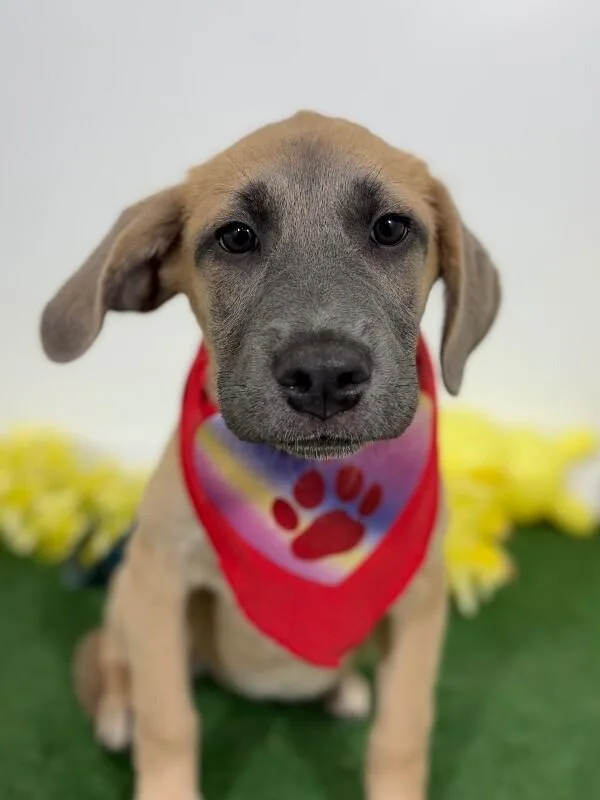 A baby medium-sized female Brown / Chocolate Black Mouth Cur dog named Italy for adoption in Carlsbad, CA