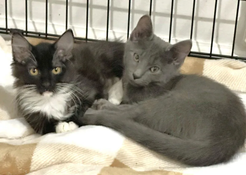 Willow and Beeps