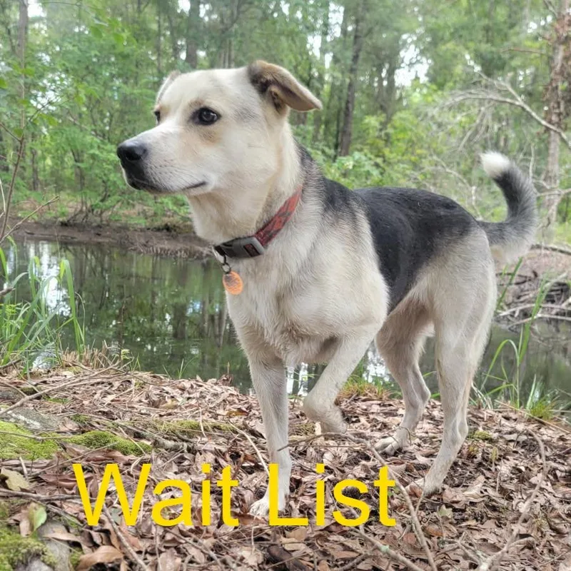 A young medium-sized female Yellow / Tan / Blond / Fawn Mixed Breed dog named Habibi for adoption in Livingston, TX