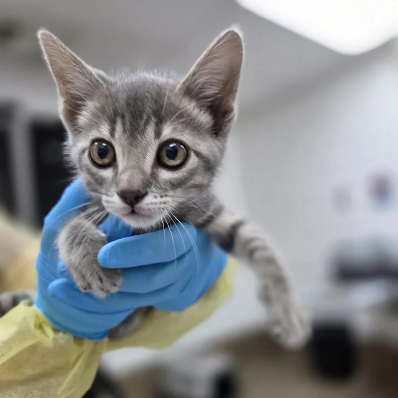 A baby small-sized male Gray / Blue / Silver Domestic Short Hair cat named Crispy for adoption in Incline Village, NV