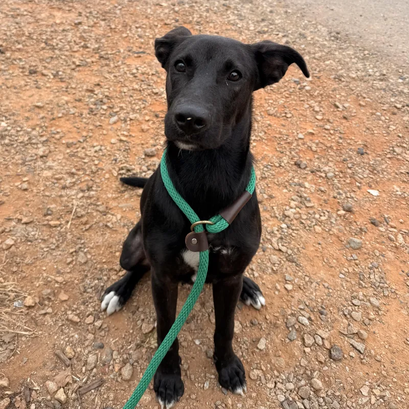 A young medium-sized male Black Labrador Retriever dog named Jacob for adoption in Columbia, SC