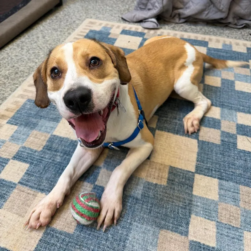 A young medium-sized male Yellow / Tan / Blond / Fawn Hound dog named Junior for adoption in Falls Church, VA