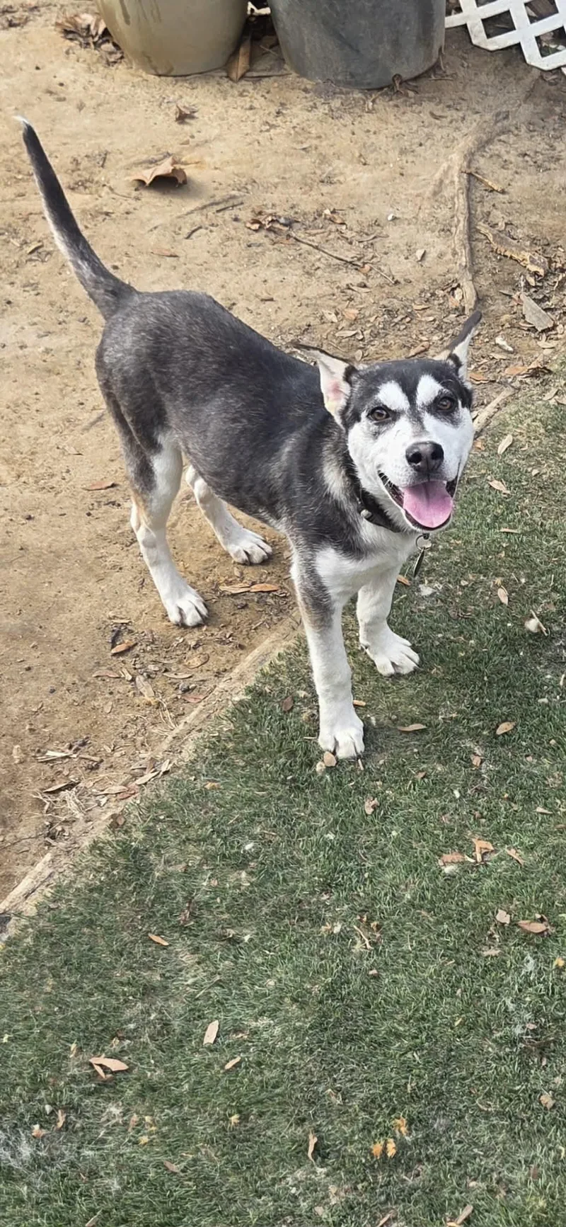 A young medium-sized male Siberian Husky dog named Montana for adoption in Lakeland, FL
