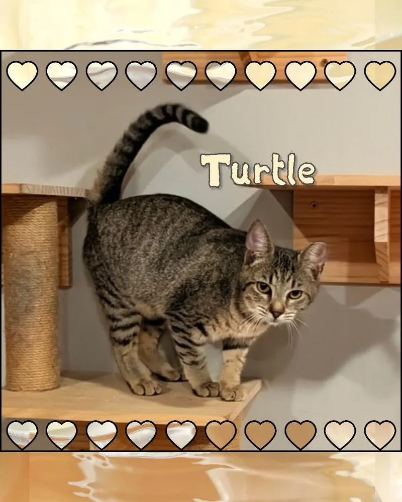 A baby medium-sized female Domestic Short Hair cat named Turtle for adoption in Grovetown, GA