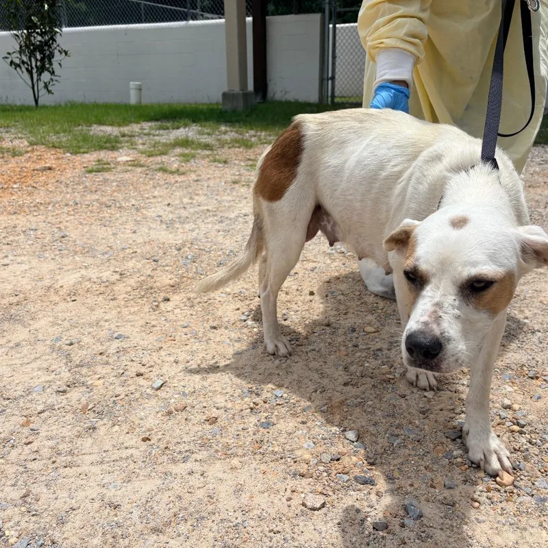 An adult medium-sized female Mixed Breed dog named La Fofo Nana for adoption in LOXAHATCHEE, FL