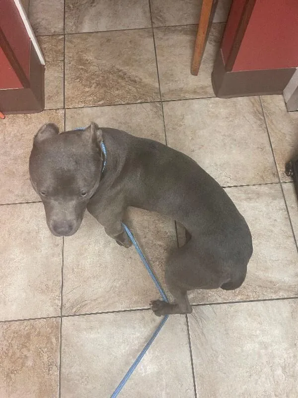 An adult medium-sized male Gray / Blue / Silver Mixed Breed dog named King Kong for adoption in Cincinnati, OH