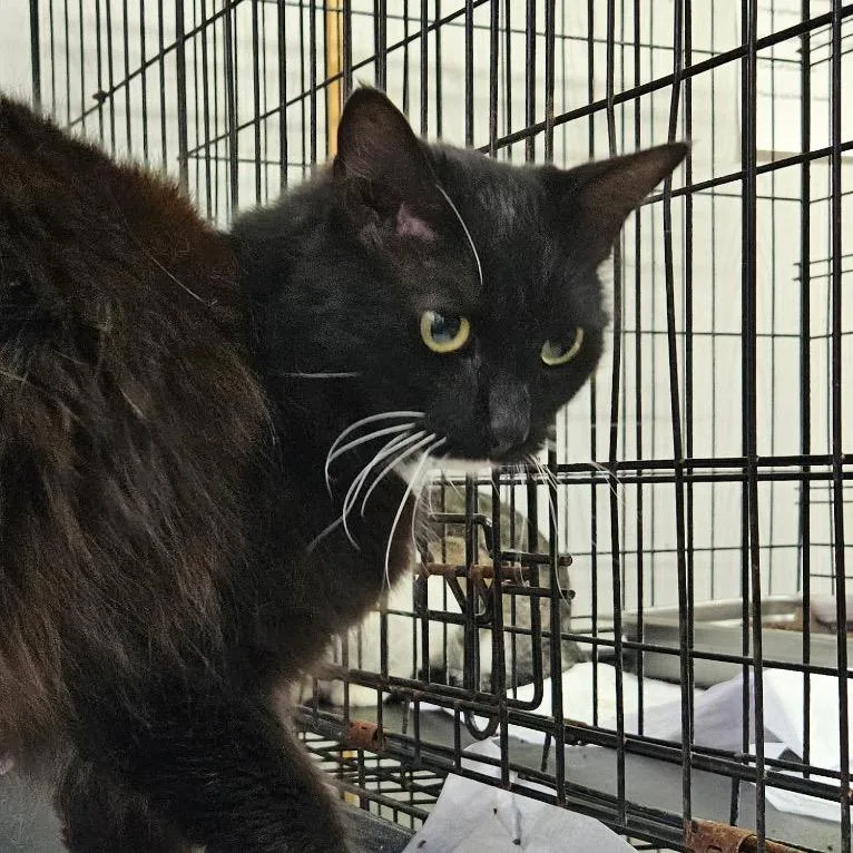 A young small-sized female Black Domestic Long Hair cat named Tilly for adoption in Hattiesburg, MS