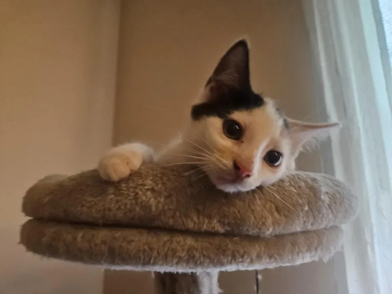 A baby small-sized female Black & White / Tuxedo Domestic Short Hair cat named Nova for adoption in Chicago, IL