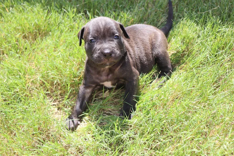 A baby medium-sized female American Staffordshire Terrier dog named Athena The Goddess for adoption in Atlanta, GA
