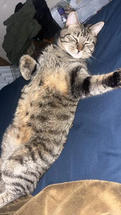 An adult medium-sized male Domestic Short Hair cat named Ralph for adoption in West Memphis, AR