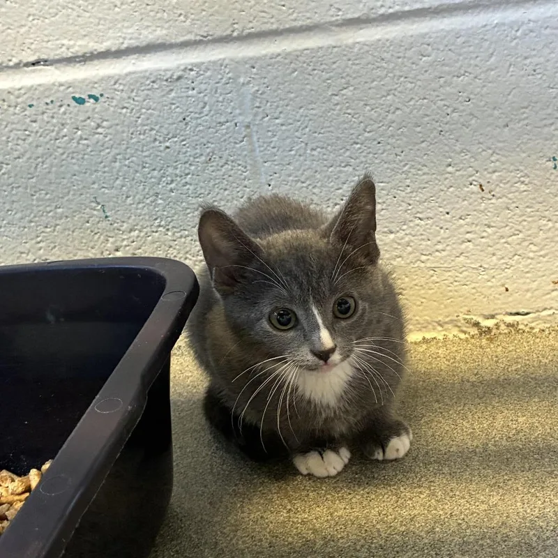 A baby small-sized male Gray / Blue / Silver Domestic Short Hair cat named Bullseye for adoption in Carencro, LA