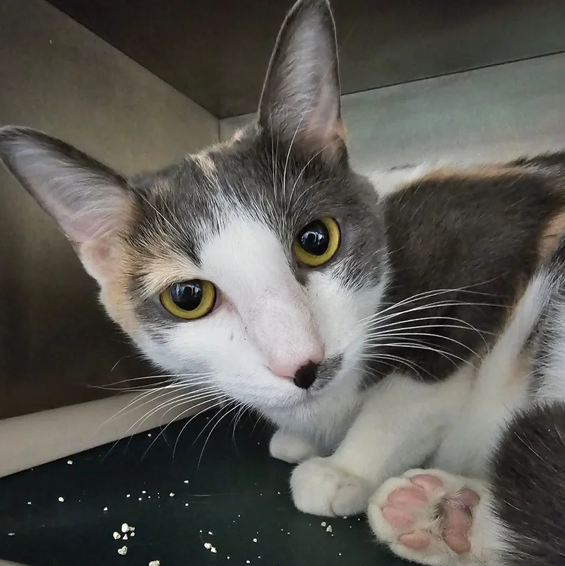 An adult large-sized female Dilute Calico Domestic Short Hair cat named Dior C for adoption in Frankfort, KY