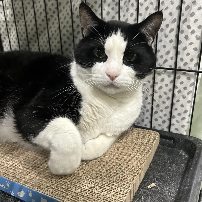 An adult large-sized male Black & White / Tuxedo Domestic Short Hair cat named Lightning Bolt for adoption in Mokena, IL