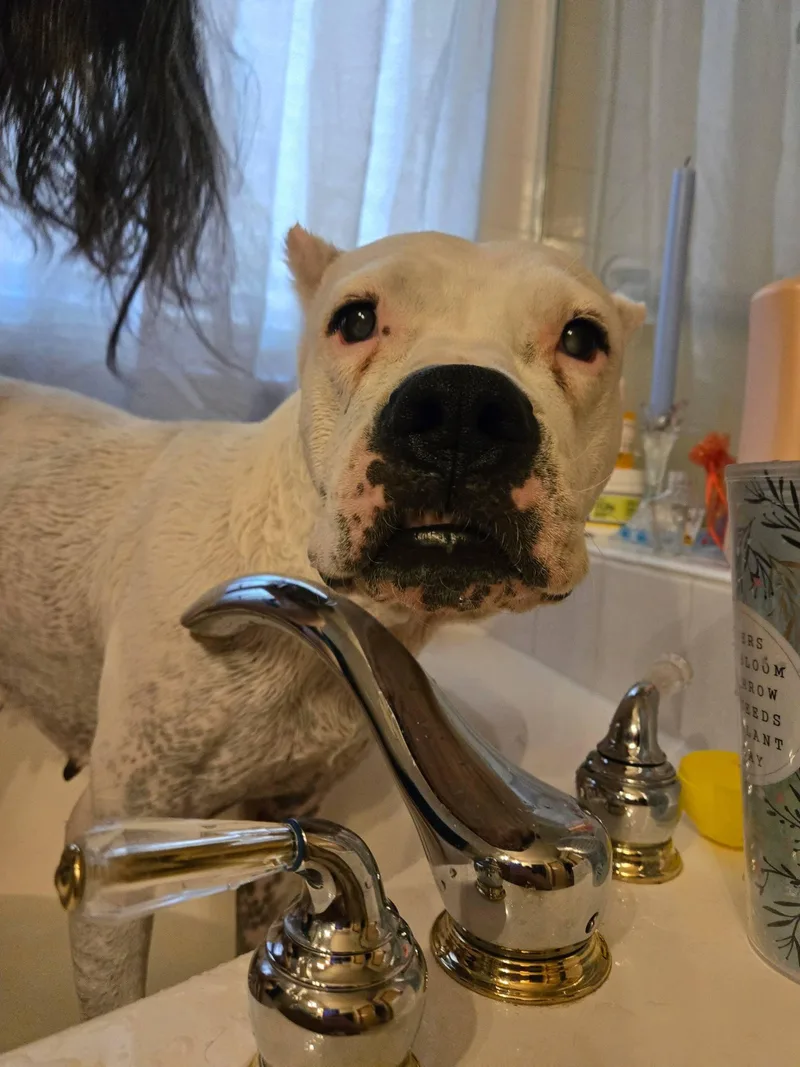 An adult large-sized female Dogo Argentino dog named Misha for adoption in Colorado Springs, CO