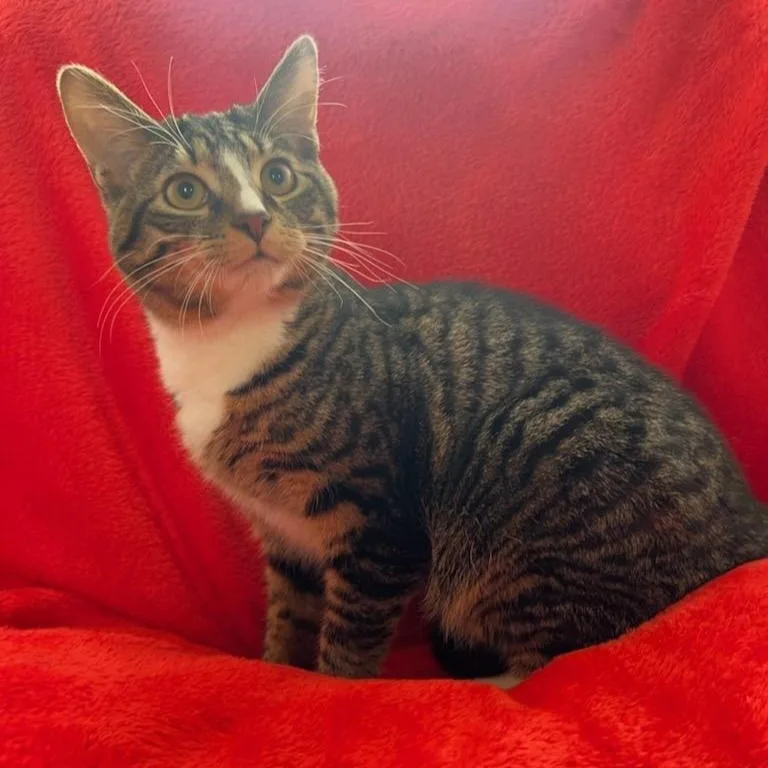 Milky Way thumbnail 2