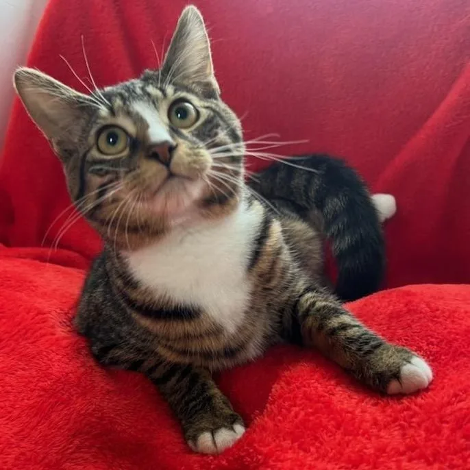 Milky Way thumbnail 4