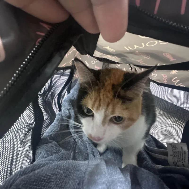 An adult medium-sized female Calico Domestic Short Hair cat named Marble for adoption in Newark, NJ