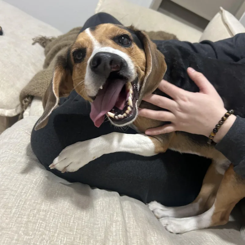 An adult medium-sized male Tricolor (Brown, Black, & White) Beagle dog named Snortin Norton for adoption in Holly, MI