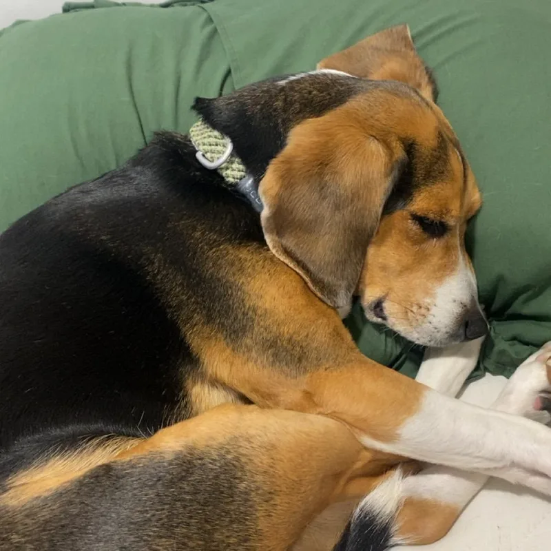 Snortin Norton thumbnail 2