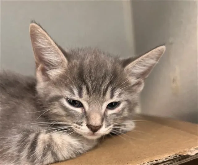 A baby medium-sized female Domestic Short Hair cat named Berlioz for adoption in Dallas, TX