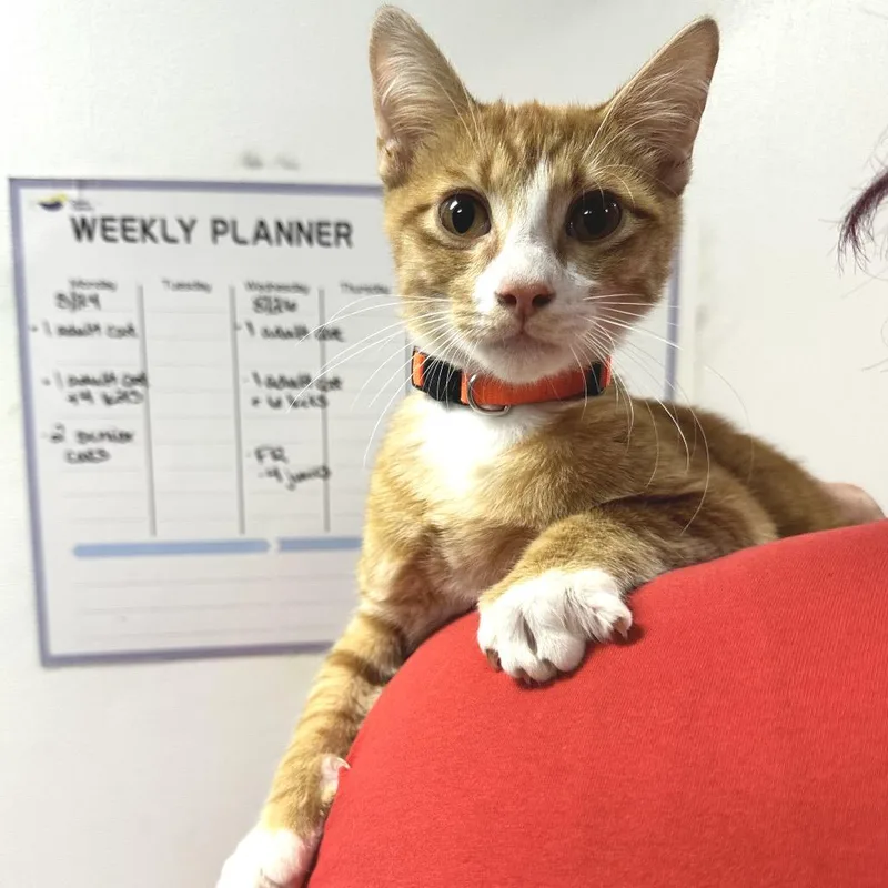 A young medium-sized male Domestic Short Hair cat named Cockatoo C for adoption in Union, MO