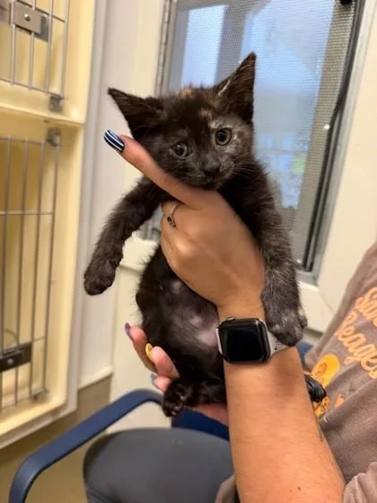 A baby small-sized female Domestic Short Hair cat named Annie for adoption in King William, VA