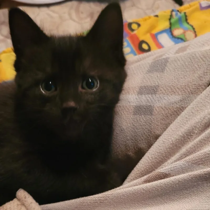 A baby small-sized male Black Domestic Short Hair cat named Miny for adoption in Ferndale, WA
