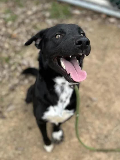 An adult medium-sized male Labrador Retriever dog named Alex for adoption in San Marcos, TX