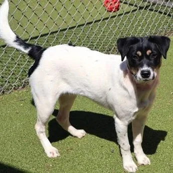 A young large-sized female Mixed Breed dog named Baby Girl for adoption in Athens, GA