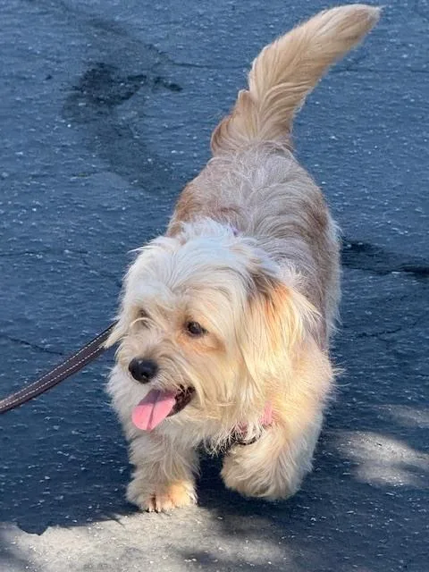 An adult small-sized female White / Cream Havanese dog named Rose for adoption in Anderson, CA