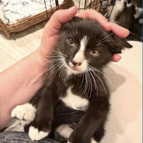 A baby small-sized male Black & White / Tuxedo Domestic Short Hair cat named Ace for adoption in Tampa, FL