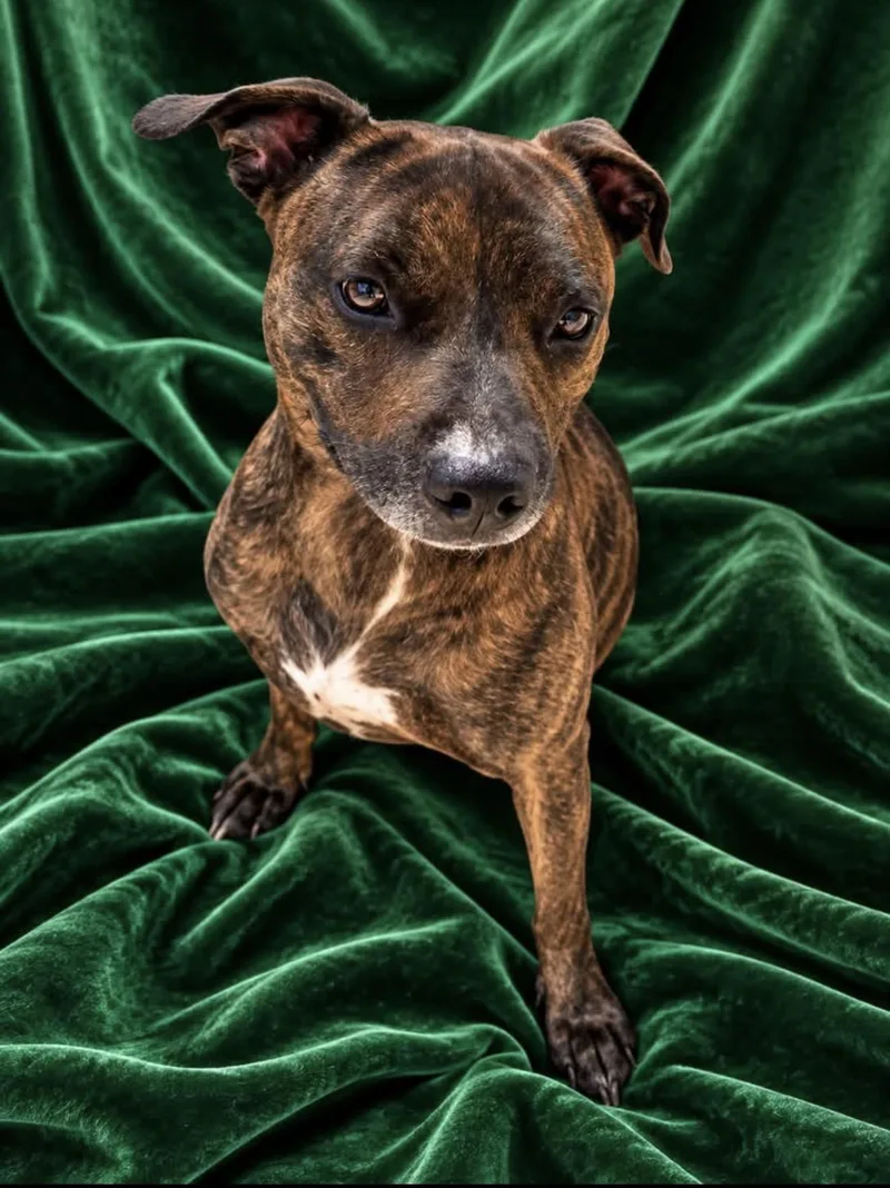 An adult large-sized male Boxer dog named Rambo for adoption in Guntersville, AL