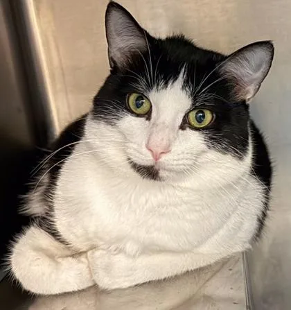 A young medium-sized male Domestic Short Hair cat named Waffles for adoption in Baraboo, WI