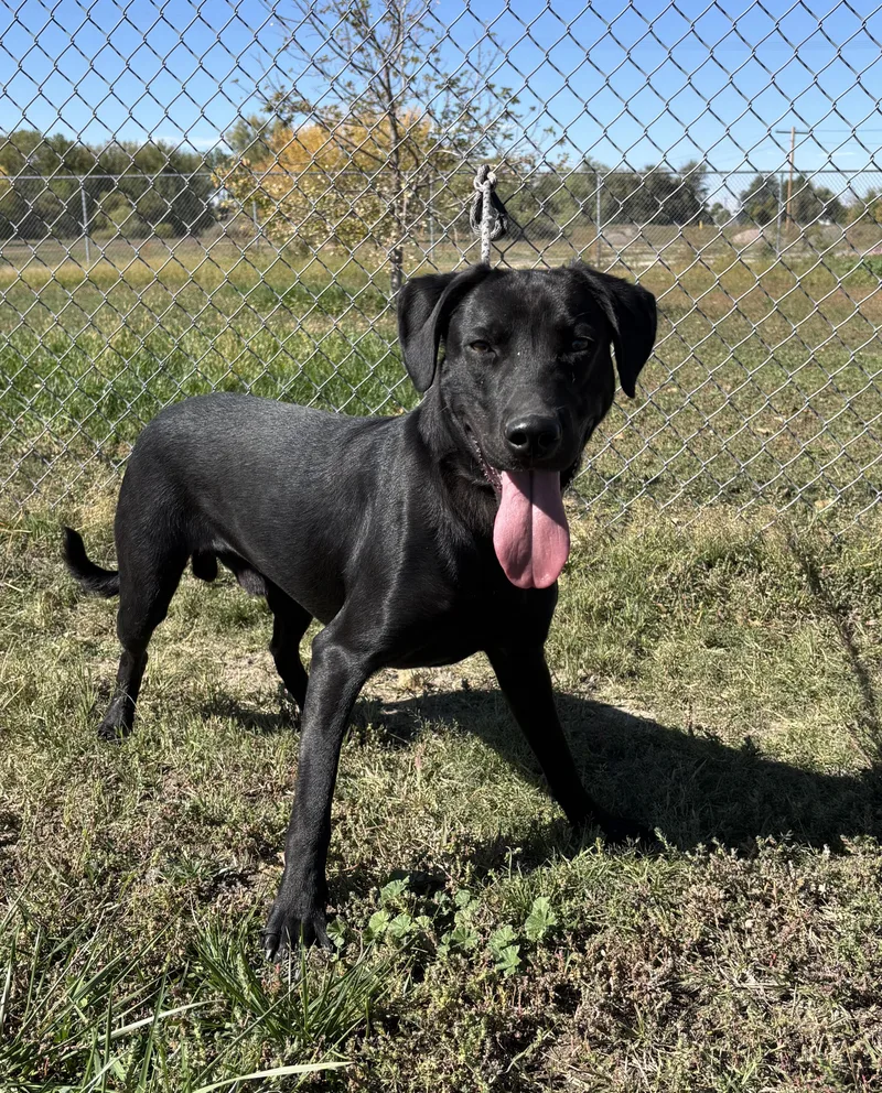 An adult medium-sized male Black Labrador Retriever dog named Roopert for adoption in Torrington, WY