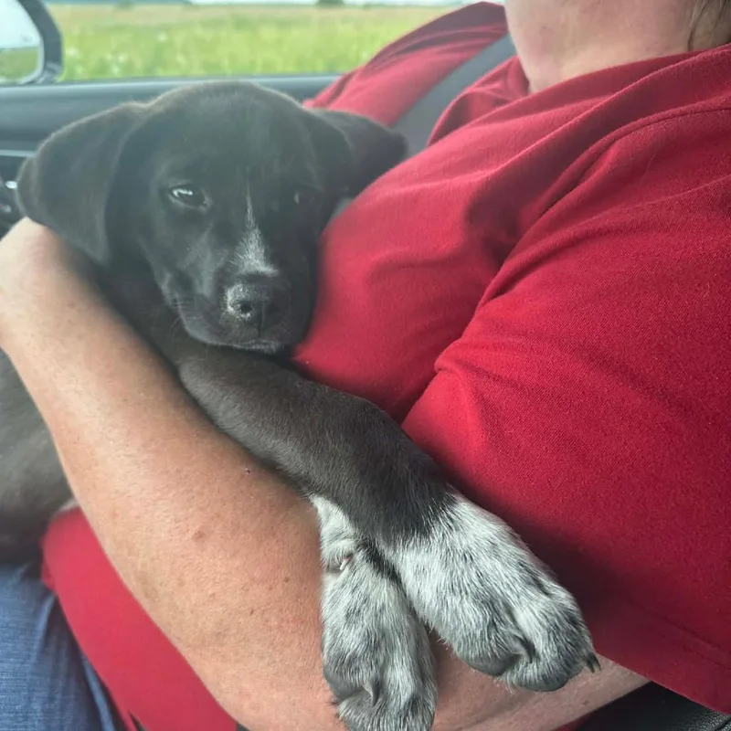 A baby small-sized male Black Mixed Breed dog named Bitzer for adoption in Pontiac, IL