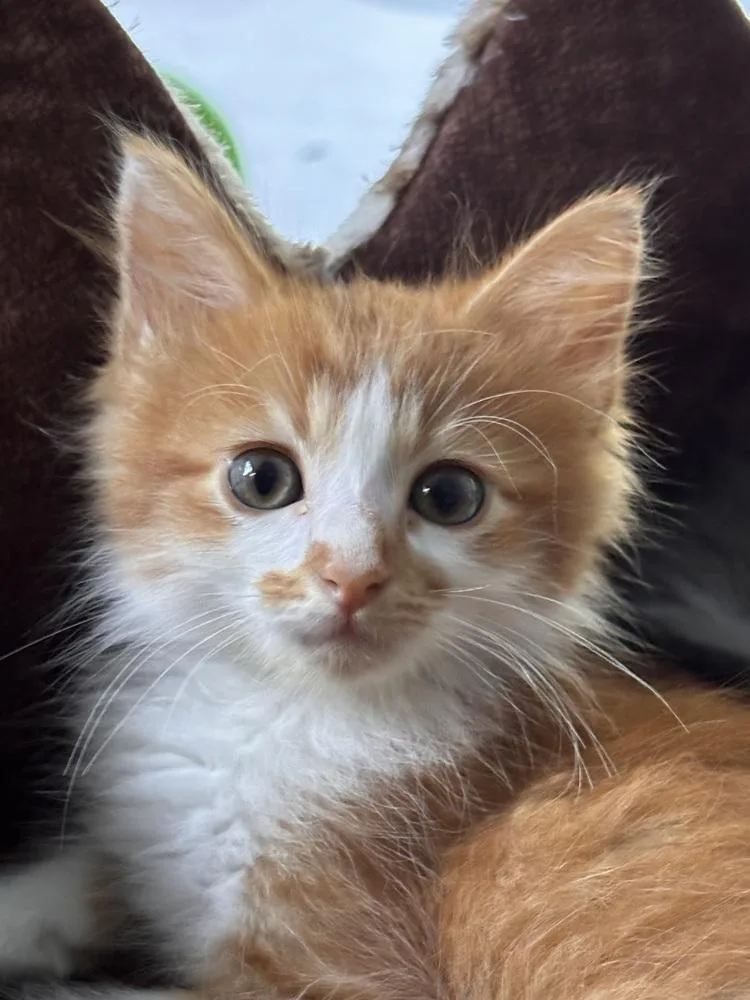 A baby small-sized male Domestic Medium Hair cat named Pajamas for adoption in Saint Augustine, FL