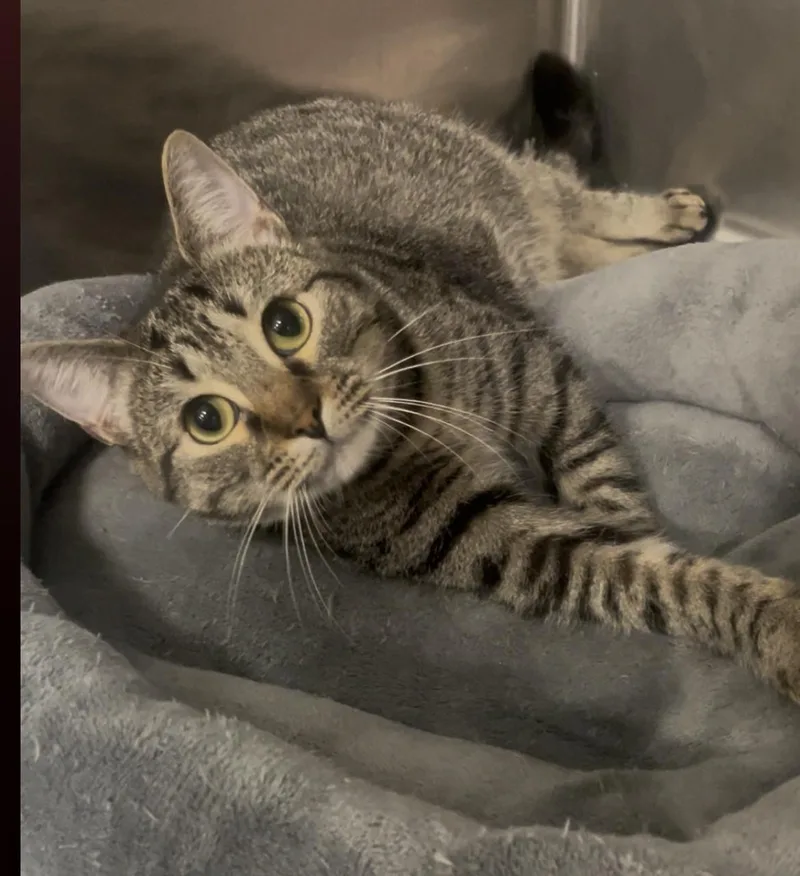 A young medium-sized female Tabby (Gray / Blue / Silver) Domestic Short Hair cat named Waverly for adoption in Baton Rouge, LA