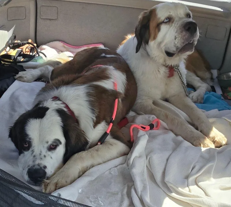 Mable  BONDED PAIR thumbnail 2