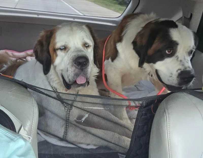 Mable  BONDED PAIR thumbnail 3