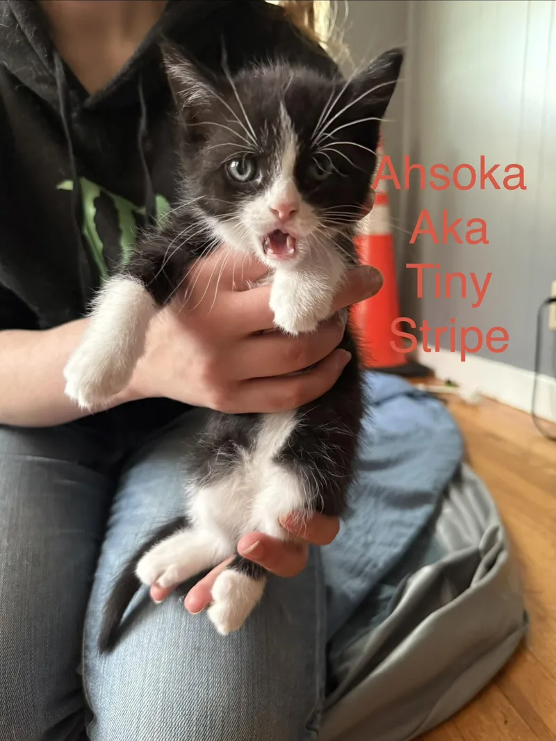 A baby medium-sized female Black & White / Tuxedo Domestic Short Hair cat named Ahsoka for adoption in Springfield, MA