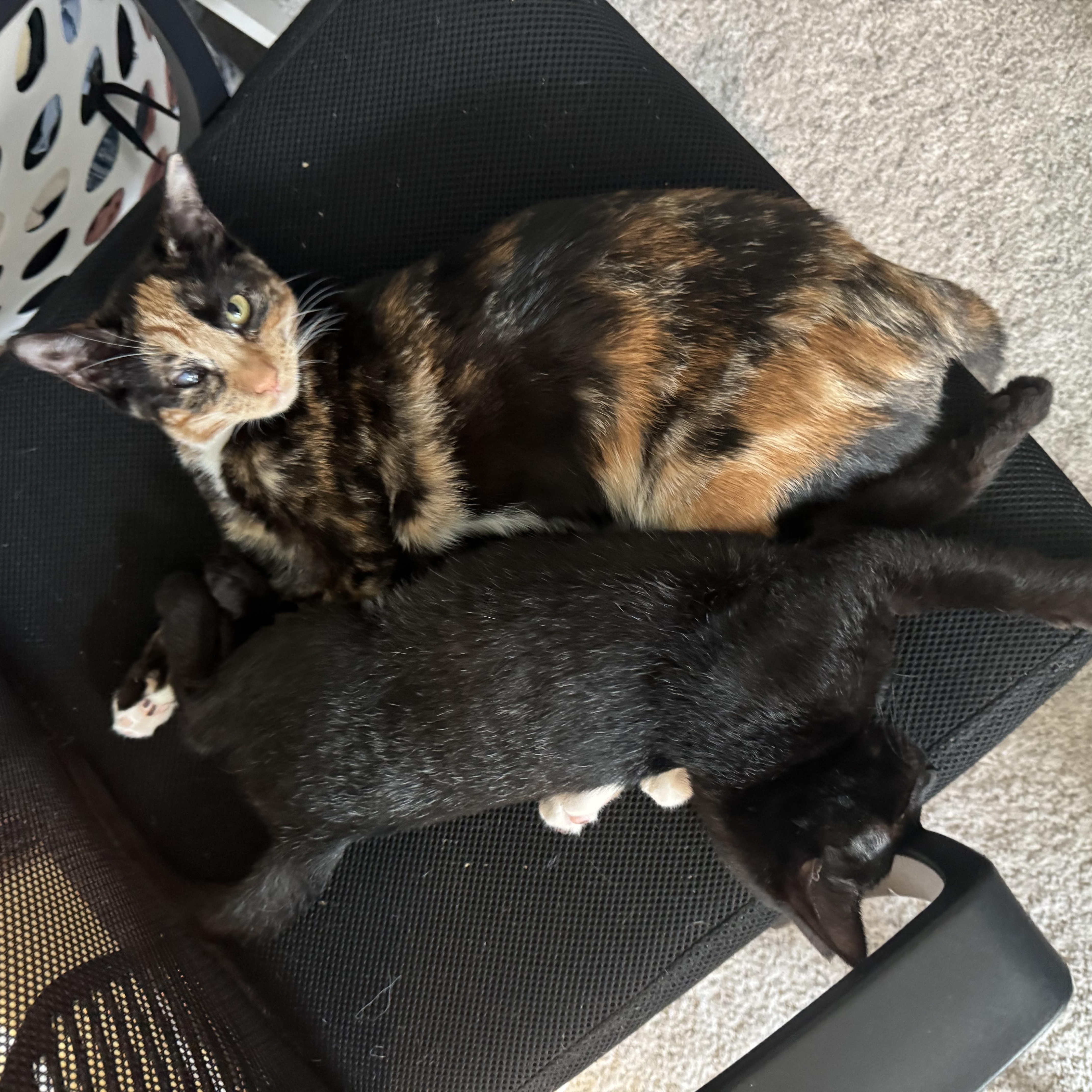 A baby small-sized female Calico Domestic Short Hair cat named Frenchy for adoption in Westville, NJ
