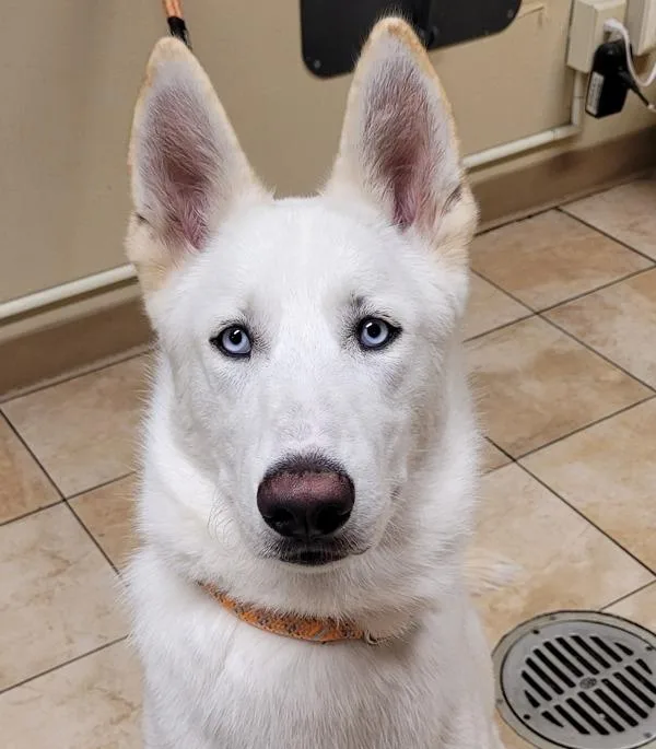 A young large-sized male Siberian Husky dog named Arctic Thunder for adoption in Troutdale, OR