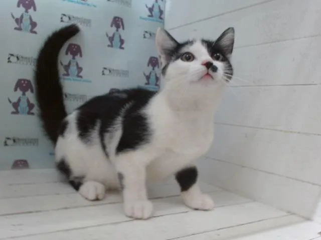 A young small-sized male Domestic Medium Hair cat named Venelope for adoption in Orlando, FL