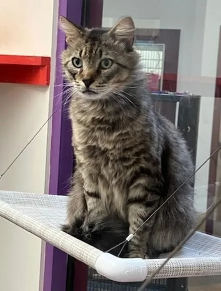 An adult large-sized male Domestic Long Hair cat named Cupid for adoption in Springfield, MA