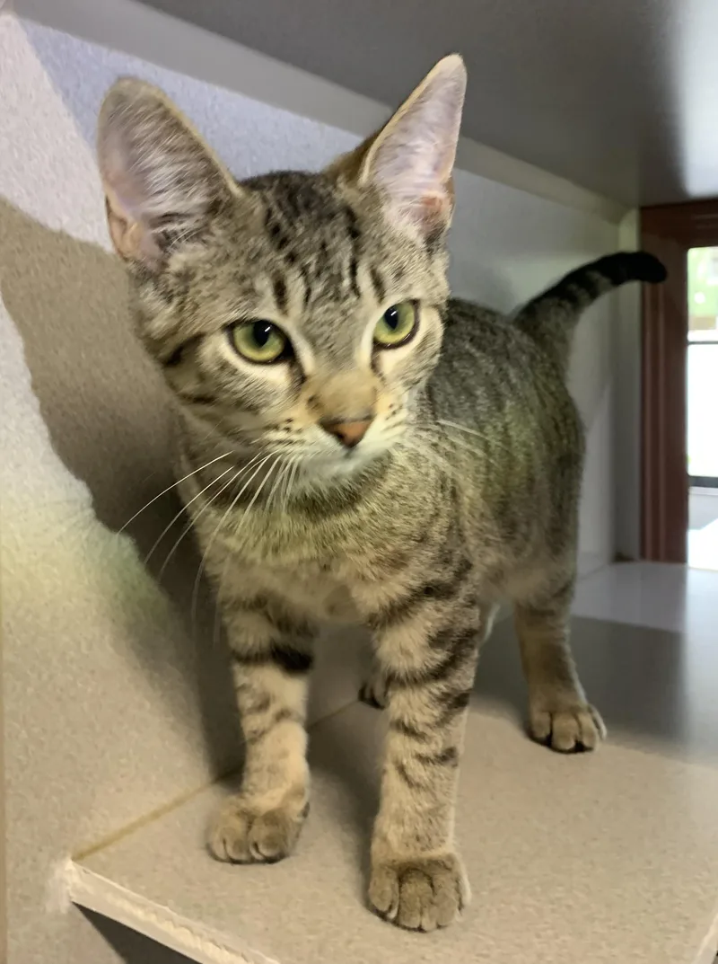 A young medium-sized male Tabby (Tiger Striped) Domestic Short Hair cat named Mork for adoption in Massena, NY