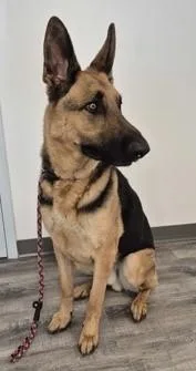 An adult large-sized male Black German Shepherd Dog dog named Remy for adoption in Butte, MT