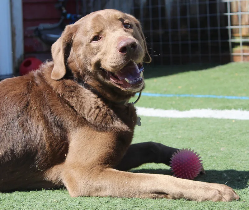 An adult large-sized male Brown / Chocolate Labrador Retriever dog named Cash for adoption in Silvana, WA