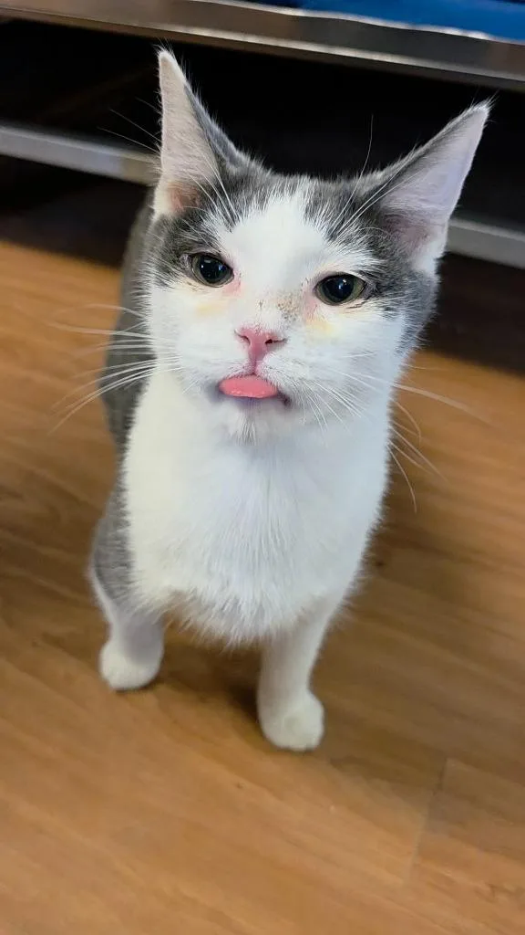 A baby medium-sized male Domestic Short Hair cat named Andy for adoption in Sprakers, NY