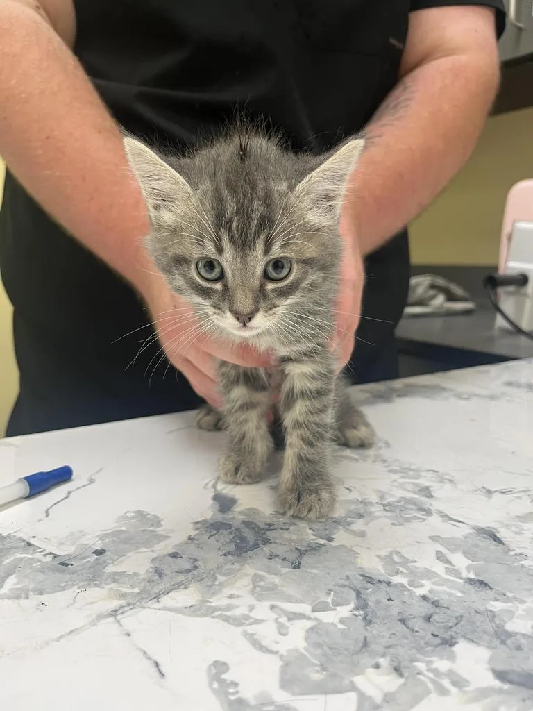 A baby medium-sized male Domestic Medium Hair cat named Granola for adoption in Florence, SC